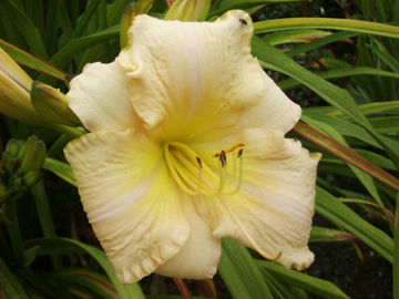 Toon details van Helle Berlinerin Afbeeldingen van Helle Berlinerin