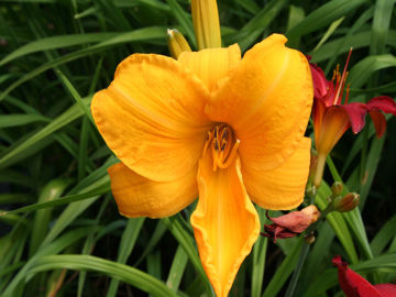 Toon details van Chicago Sunrise Afbeeldingen van Chicago Sunrise