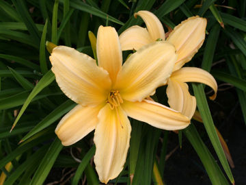 Toon details van Bali Hai Afbeeldingen van Bali Hai