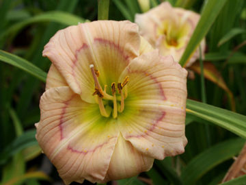 Toon details van Baby Blues Afbeeldingen van Baby Blues