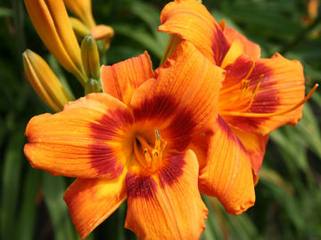 Toon details van Bandit Man Afbeeldingen van Bandit Man