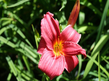 Toon details van Baby Betsy Afbeeldingen van Baby Betsy