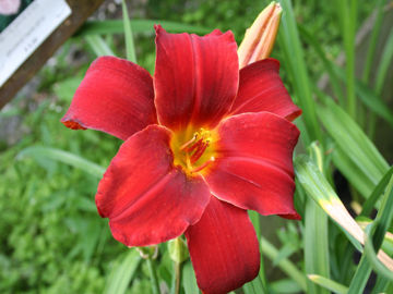 Toon details van Baltimore Oriole Afbeeldingen van Baltimore Oriole