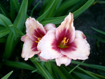 Toon details van Fairy Fanfare Afbeeldingen van Fairy Fanfare