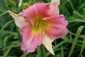 Toon details van Final Touch Afbeeldingen van Final Touch