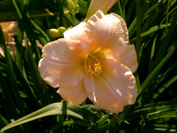 Toon details van Fond Hope Afbeeldingen van Fond Hope