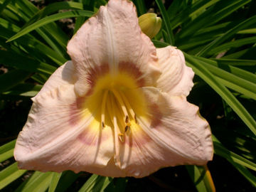 Toon details van Frandean Afbeeldingen van Frandean