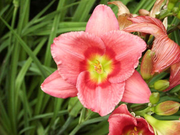 Toon details van German Highlight Afbeeldingen van German Highlight