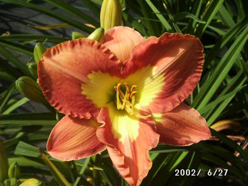 Toon details van Gaucho Afbeeldingen van Gaucho