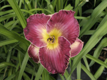 Toon details van Inspired Edged Afbeeldingen van Inspired Edged