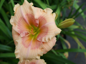 Toon details van Janice Brown Afbeeldingen van Janice Brown