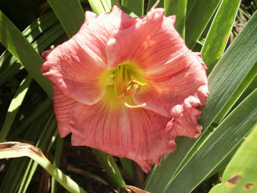 Toon details van Jedi Dot Pierce Afbeeldingen van Jedi Dot Pierce