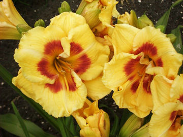 Toon details van Jedi Tequila Sunrise Afbeeldingen van Jedi Tequila Sunrise