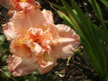 Toon details van Jedi Fertile Myrtle Afbeeldingen van Jedi Fertile Myrtle