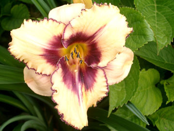 Toon details van Alaqua Afbeeldingen van Alaqua