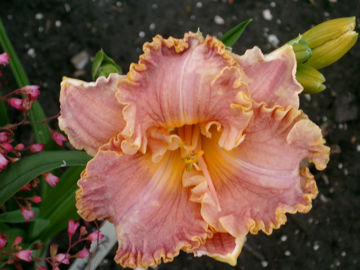 Toon details van Spacecoast Starburst Afbeeldingen van Spacecoast Starburst