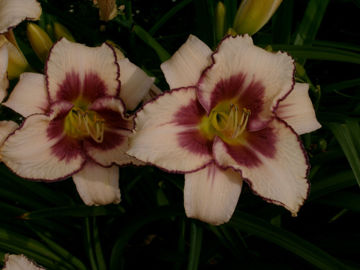 Toon details van Chicago Picotee Memories Afbeeldingen van Chicago Picotee Memories