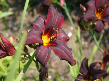 Toon details van American Revolution Afbeeldingen van American Revolution