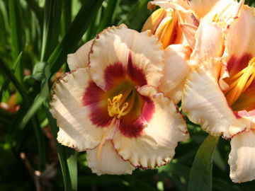 Toon details van Blueberry Candy Afbeeldingen van Blueberry Candy