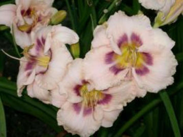 Toon details van Huckleberry Candy Afbeeldingen van Huckleberry Candy