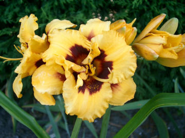 Toon details van Blackberry Candy Afbeeldingen van Blackberry Candy