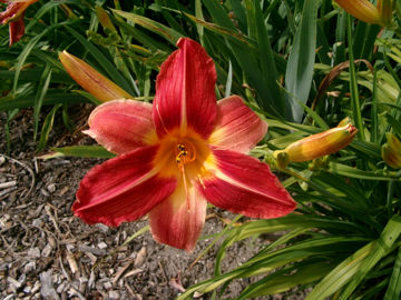 Toon details van Bold Ruler Afbeeldingen van Bold Ruler