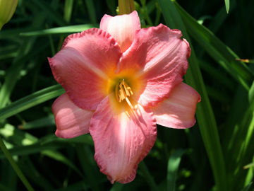 Toon details van Awash With Color Afbeeldingen van Awash With Color