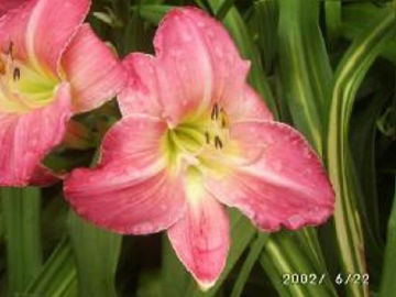 Toon details van Mayah Rose Afbeeldingen van Mayah Rose