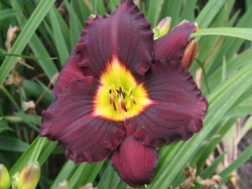 Toon details van Bela Lugosi Afbeeldingen van Bela Lugosi