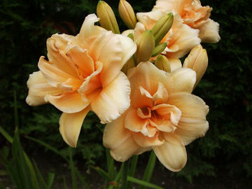 Toon details van Zella Virginia Afbeeldingen van Zella Virginia