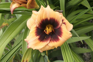 Toon details van Eye Of Newt Afbeeldingen van Eye Of Newt