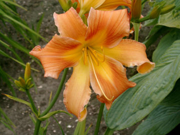 Toon details van All American Windmill Afbeeldingen van All American Windmill