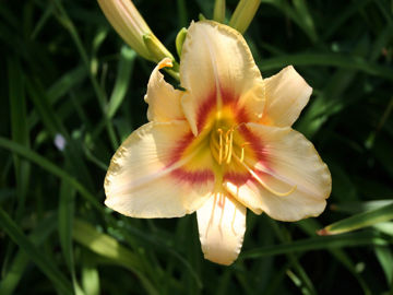 Toon details van Arkansas Post Afbeeldingen van Arkansas Post