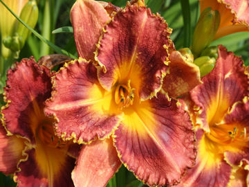 Toon details van Baracuda Bay Afbeeldingen van Baracuda Bay