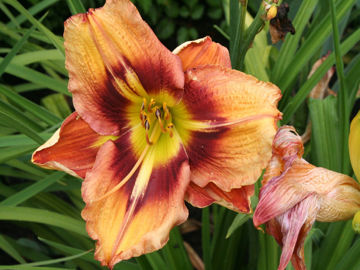 Toon details van Ballyhoo Afbeeldingen van Ballyhoo