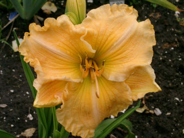 Toon details van Joshephine Marine Afbeeldingen van Joshephine Marine