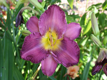 Toon details van Hanny's Memorial Afbeeldingen van Hanny's Memorial