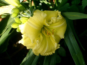 Toon details van Beauty To Behold Afbeeldingen van Beauty To Behold