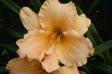 Toon details van Femme Osage Afbeeldingen van Femme Osage