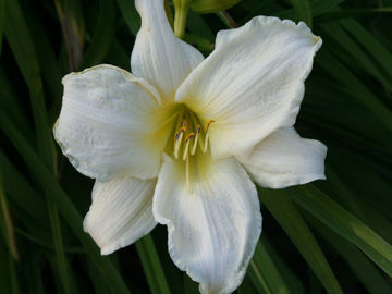 Toon details van Dad's Best White Afbeeldingen van Dad's Best White