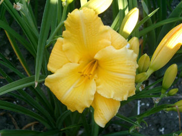 Toon details van Golden Arrow Afbeeldingen van Golden Arrow