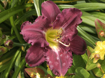 Toon details van Frair's Lantern Afbeeldingen van Frair's Lantern