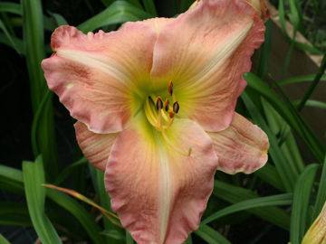 Toon details van Bama Belle Afbeeldingen van Bama Belle