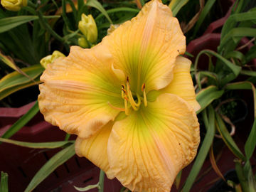 Toon details van Fairy Charm Afbeeldingen van Fairy Charm