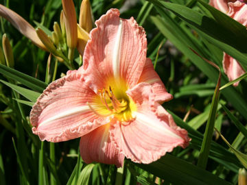 Toon details van Garden Style Afbeeldingen van Garden Style