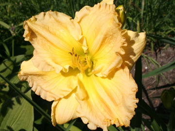 Toon details van Honey Jubilee Afbeeldingen van Honey Jubilee