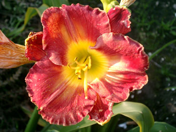 Toon details van Jay Turman Afbeeldingen van Jay Turman