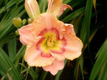 Toon details van April In Paris Afbeeldingen van April In Paris