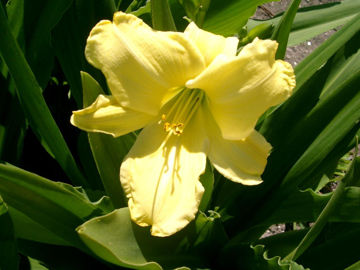 Toon details van Alice In Wonderland Afbeeldingen van Alice In Wonderland