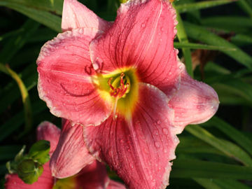 Toon details van Borders On Pink Afbeeldingen van Borders On Pink